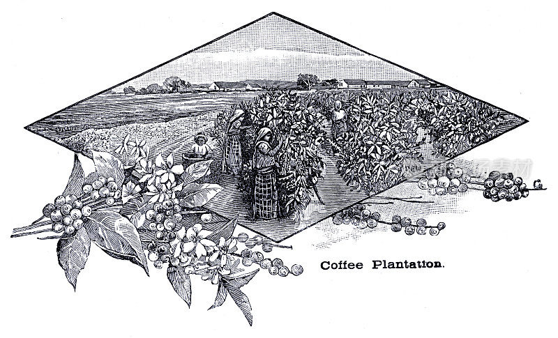 咖啡种植园版画1896