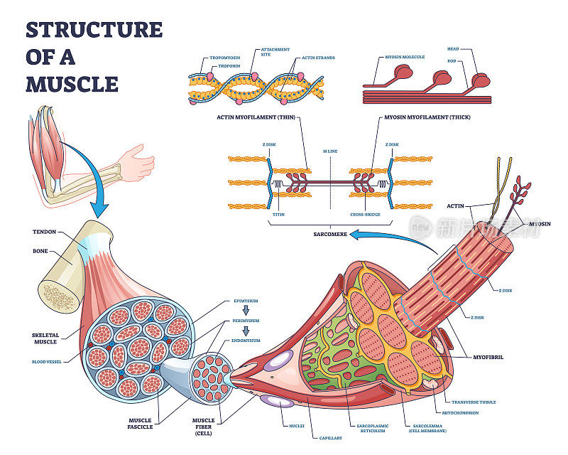 肌球蛋白与肌动蛋白分离的肌肉结构特写轮廓图