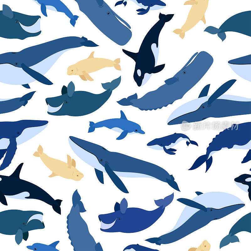 鲸鱼的无缝模式。白鲸、虎鲸、座头鲸、抹香鲸、蓝鲸、海豚、北极露脊鲸、抹香鲸。海底世界、海洋。矢量插图的鲸鱼