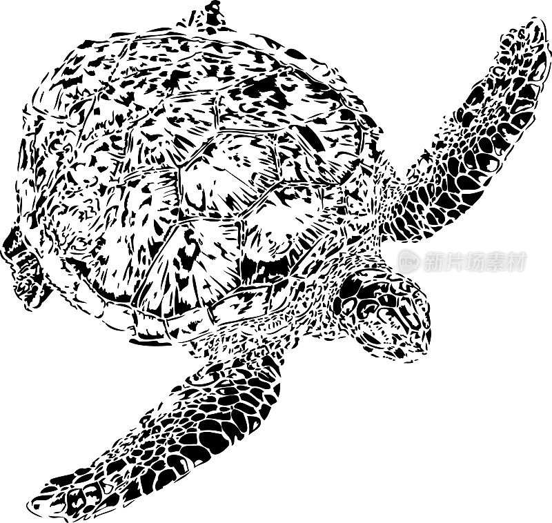 留尼汪岛的海龟。