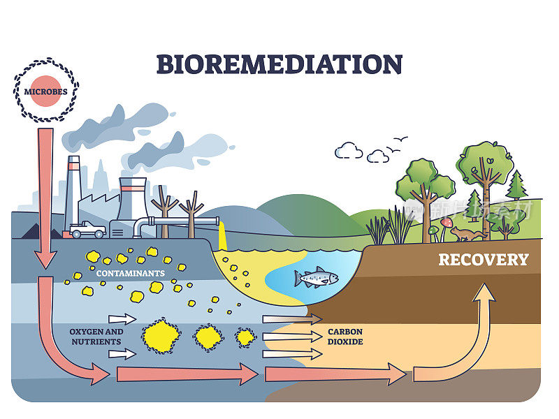 生物修复和受污染土壤或水的恢复概要图