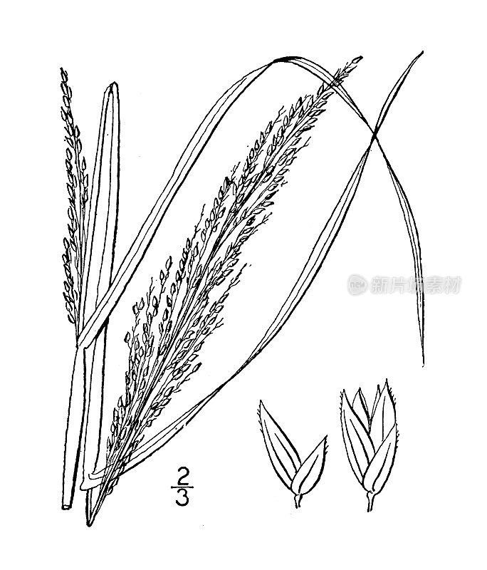 古植物学植物插图:总皂苷、窄总皂苷