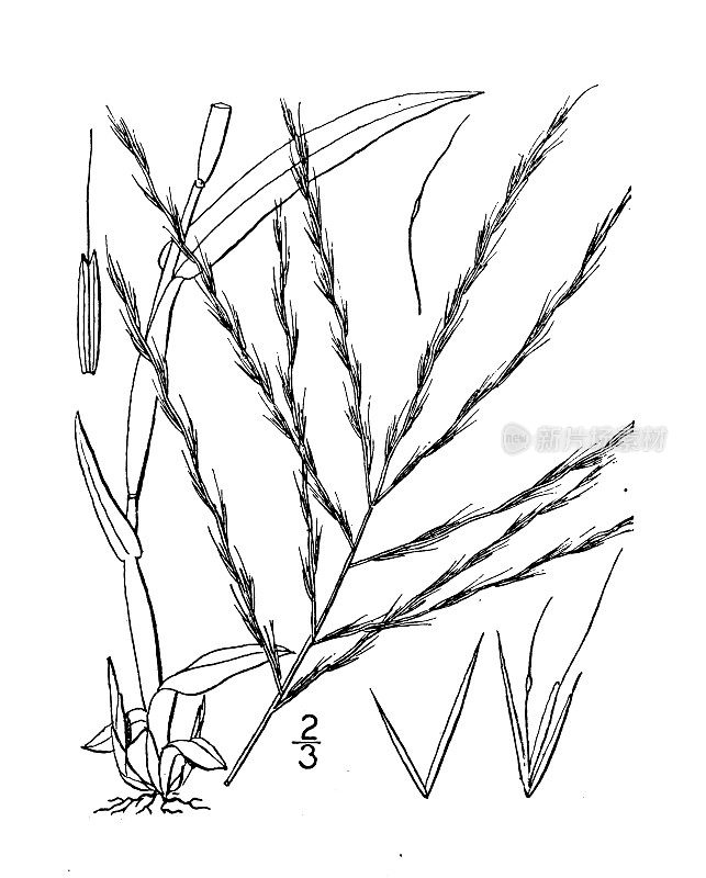 古植物学植物插图:梧桐、阔叶梧桐
