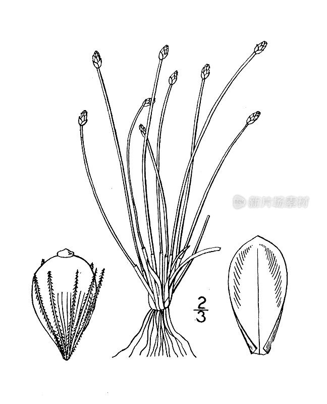 古植物学植物插图:头状花序，头状花序