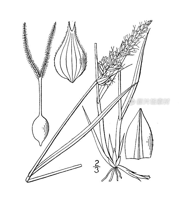 古植物学植物插图:苔草，沙特韦尔的莎草