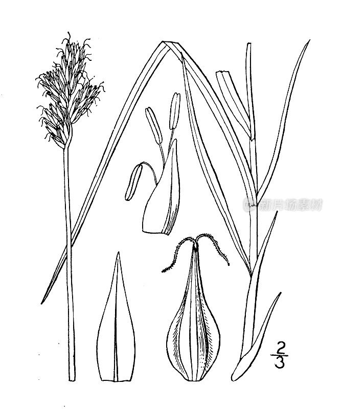 古植物学植物插图:苔草、莎草