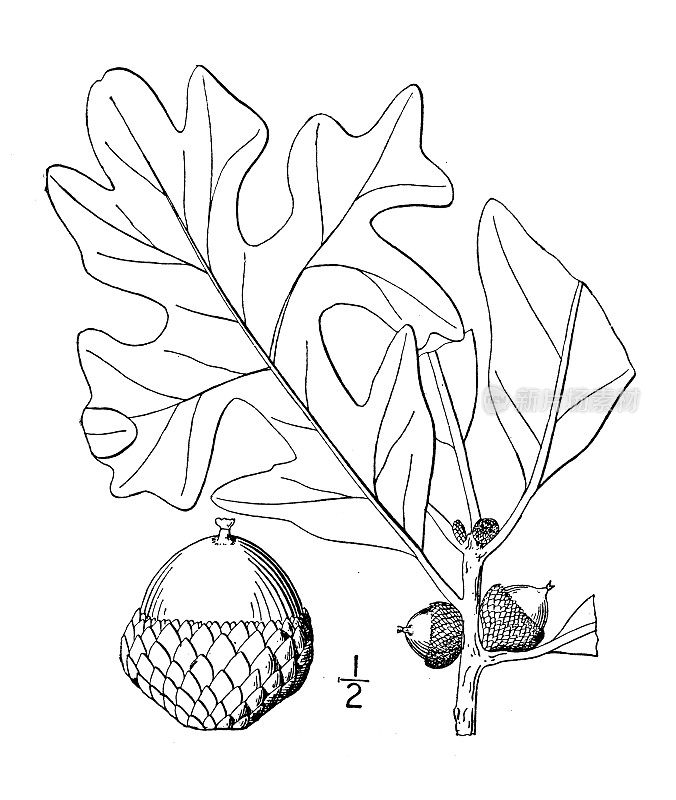 古植物学植物插图:小栎，柱橡木，铁橡木