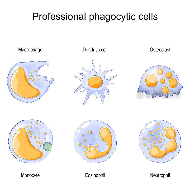 吞噬作用。专业的吞噬细胞。中性粒细胞、巨噬细胞、单核细胞、树突状细胞、破骨细胞和嗜酸性粒细胞