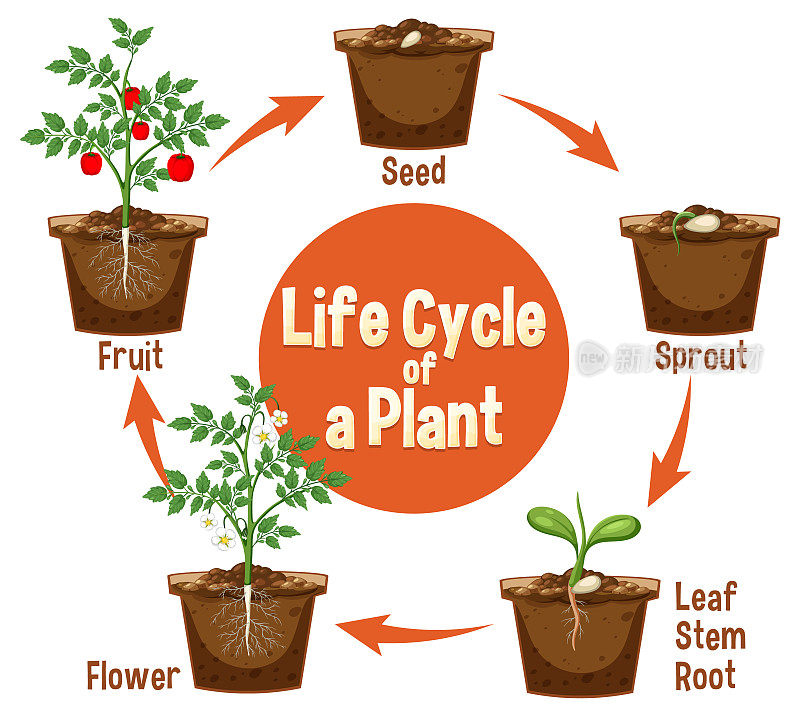 植物图的生命周期