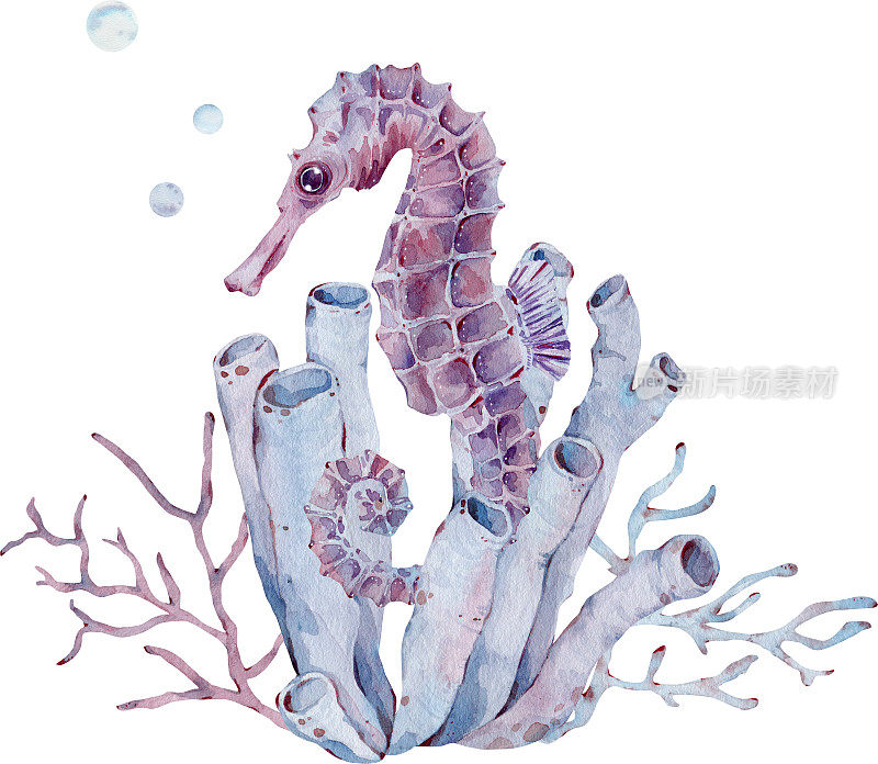 水彩画的海马由管海绵和海藻。海洋生物。手绘艺术。