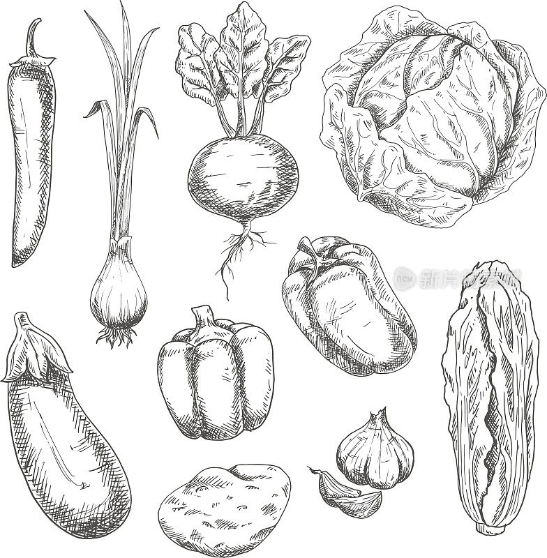 农用蔬菜素描食谱