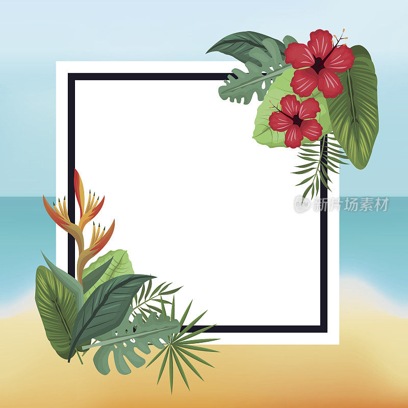海报芙蓉和极乐鸟海滩叶棕榈