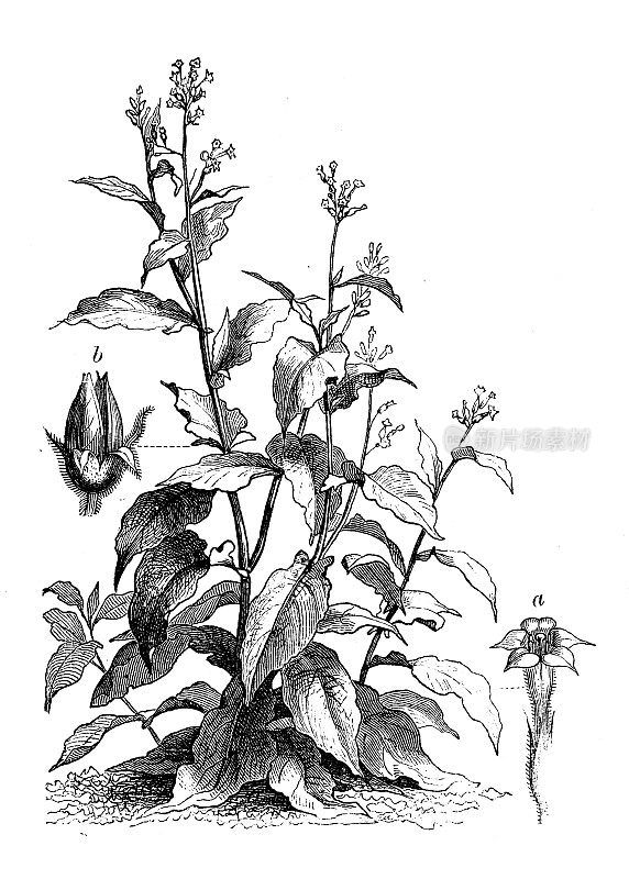 植物学植物仿古雕刻插图:烟草、烟草