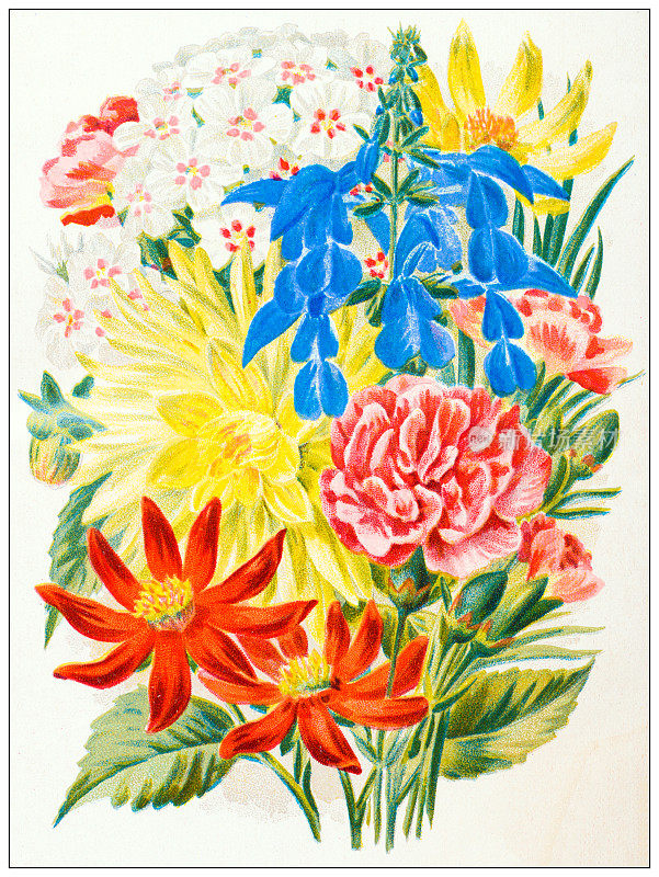 古董雕刻插图:夹竹桃，鼠尾草，康乃馨，大丽花