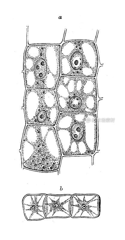 古代生物动物学形象:植物薄壁