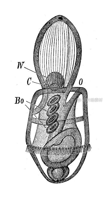 古代生物动物学图像:托尔纳亚，巴兰舌龙