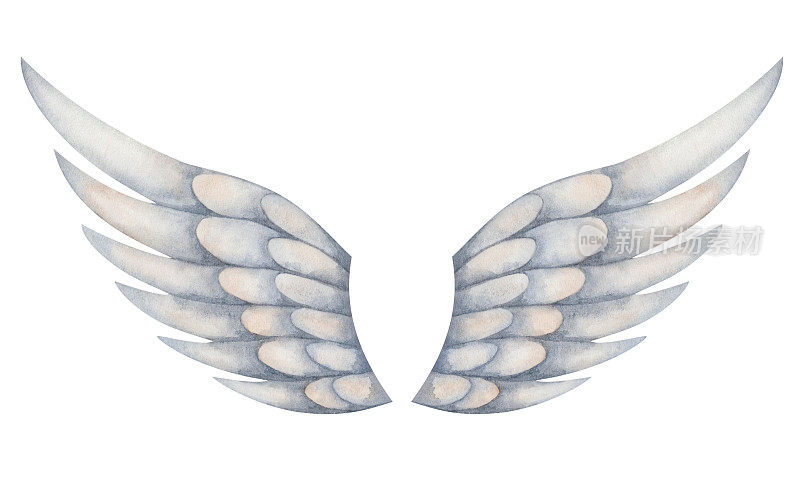 水彩插图。手绘展开翅膀，灰色，蓝色羽毛的飞禽:猎鹰，麻雀，鹰，鹰。天使、丘比特、小天使、飞马的翅膀。孤立的剪贴画印刷品，横幅