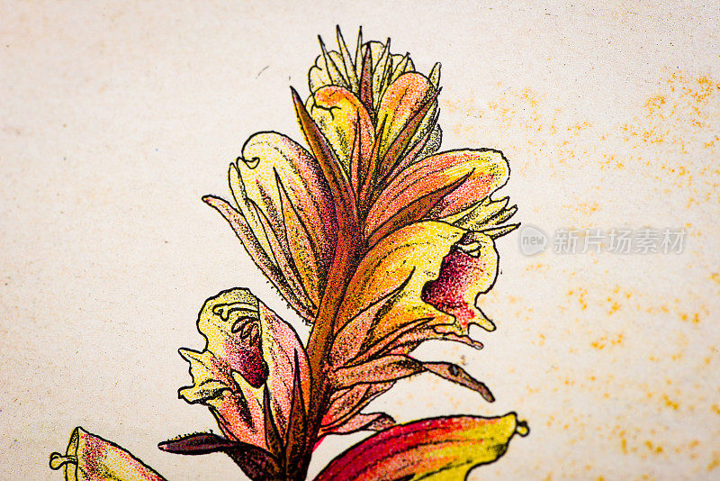 古董植物学插图:扫帚油菜，Orobanche专业