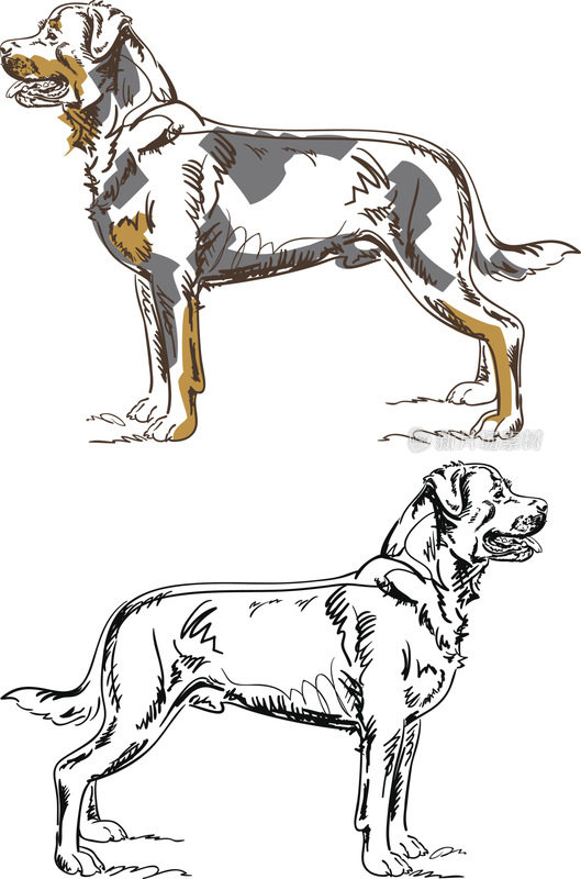 罗威纳犬的纯种狗站在侧景的钢笔和墨水画