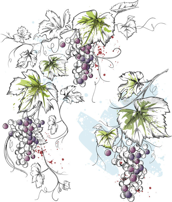 水墨水彩葡萄藤