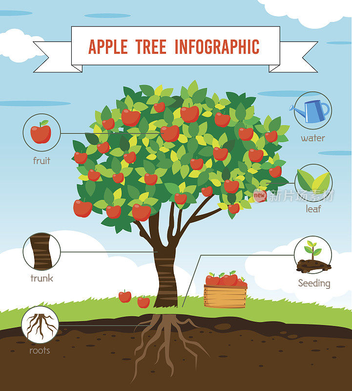 苹果树信息图表