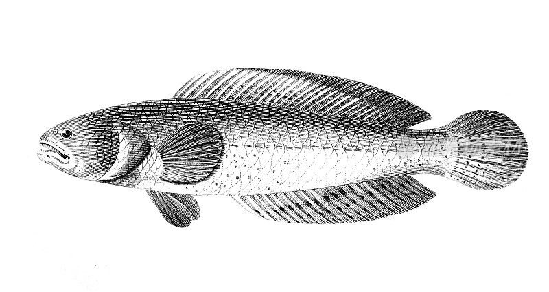 19世纪的一幅斑纹黑鱼的雕刻
