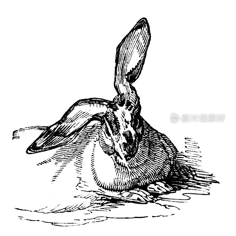 19世纪雕刻的垂耳兔