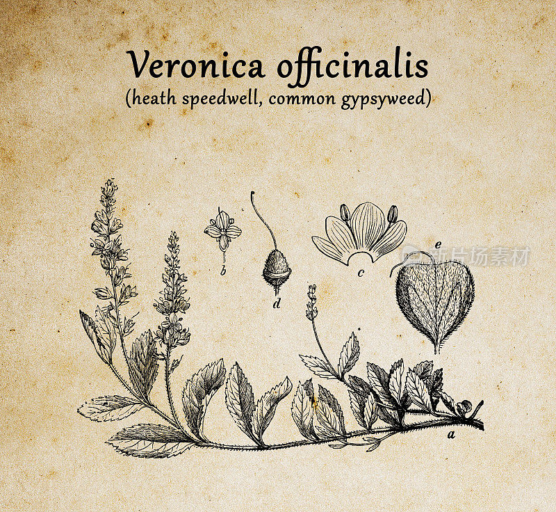 植物学植物仿古雕刻插图:维罗妮卡(欧石南，一般的吉普赛草，一般的speedwell或保罗的betony)