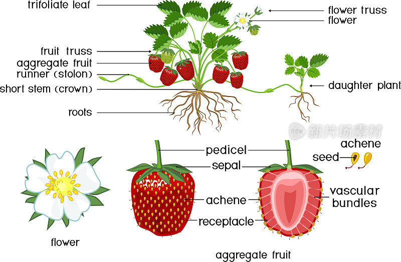 部分的植物。草莓植物的形态与绿色叶片，红浆果，根系统和子植物孤立在白色背景与标题
