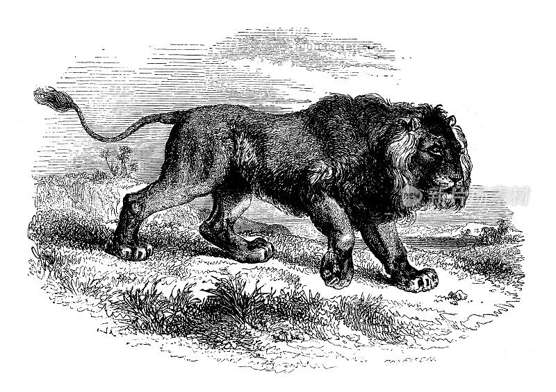古董动物插图:狮子