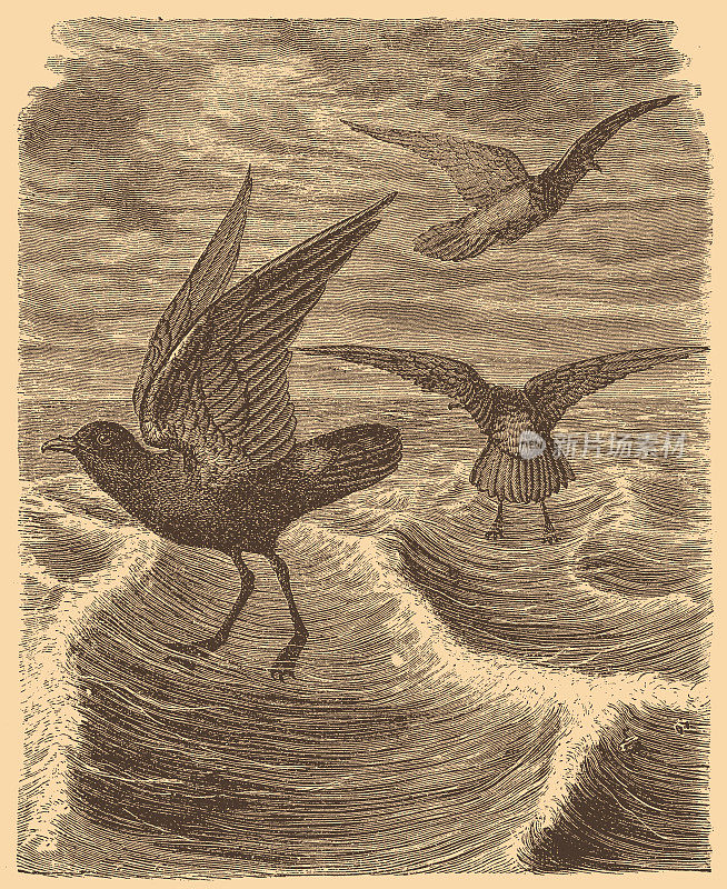 黑色海燕(原海燕)，也被称为帕金森海燕，是一个大，黑色海燕，最小的原海燕