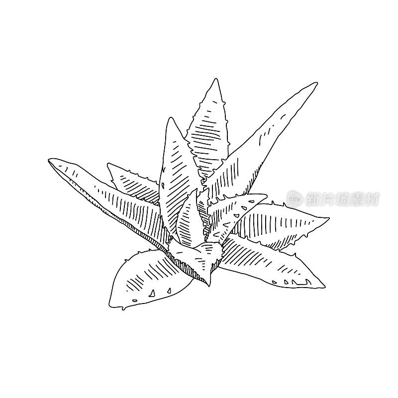 芦荟植物载体绘图
