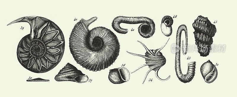 《白垩纪化石》、《第三纪化石》、《化石、骨骼和矿砂雕刻古董插图》，1851年出版