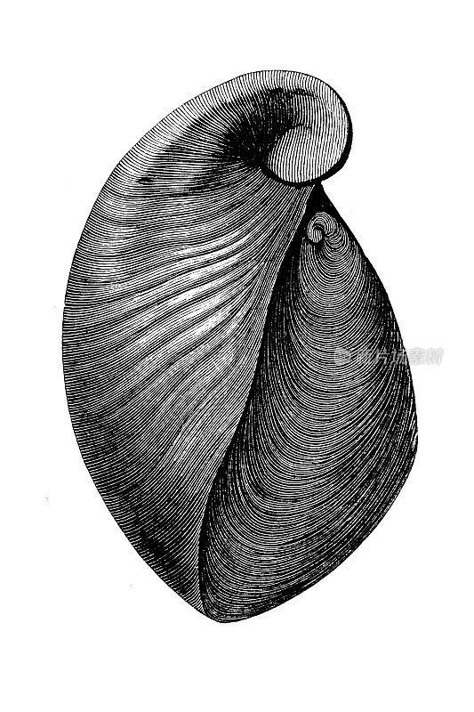 是一种已灭绝的海生牡蛎化石属，隶属于海生牡蛎科