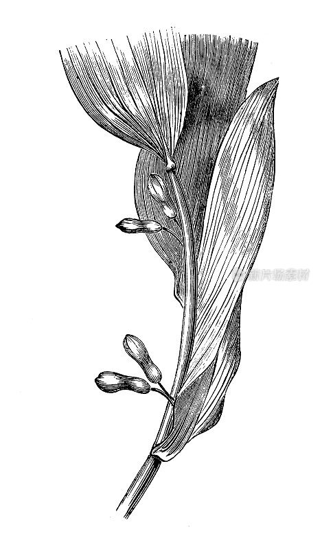 古董植物学插图:何首乌、所罗门印章
