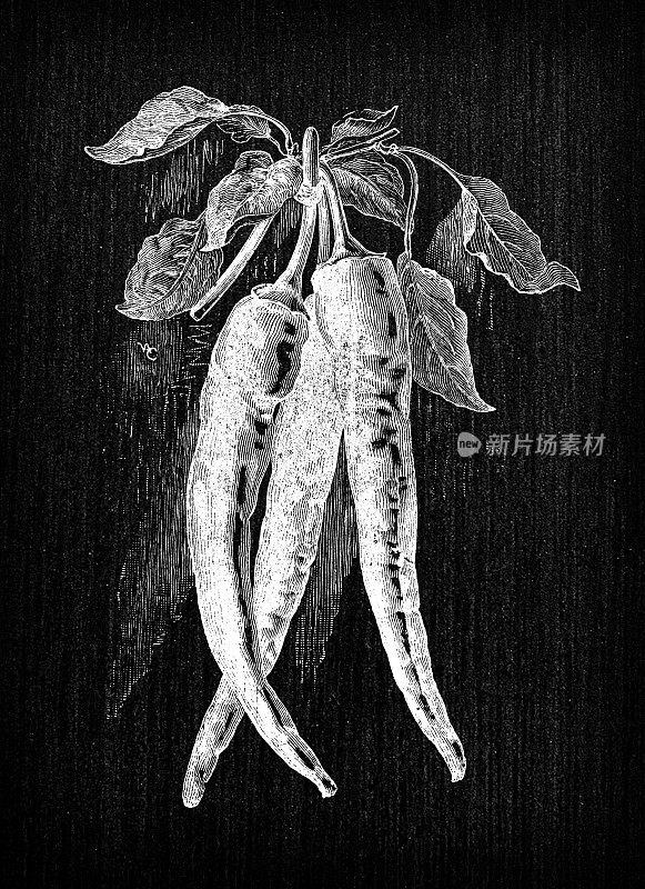 植物学蔬菜植物古董雕刻插图:红椒