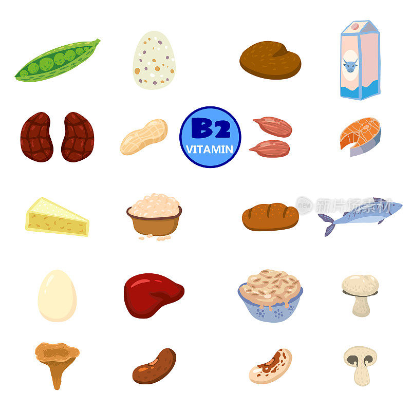 一套天然来源的维生素B2。健康日记丰富的食品含有核黄素，奶酪，蘑菇，坚果，鱼。有机饮食产品，天然营养收集。矢量平面卡通插图孤立