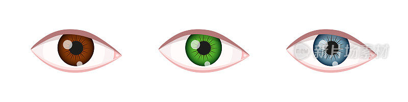 不同颜色的眼睛。眼球有棕色，绿色，蓝色的虹膜。人类的视觉器官。向量现实的例子