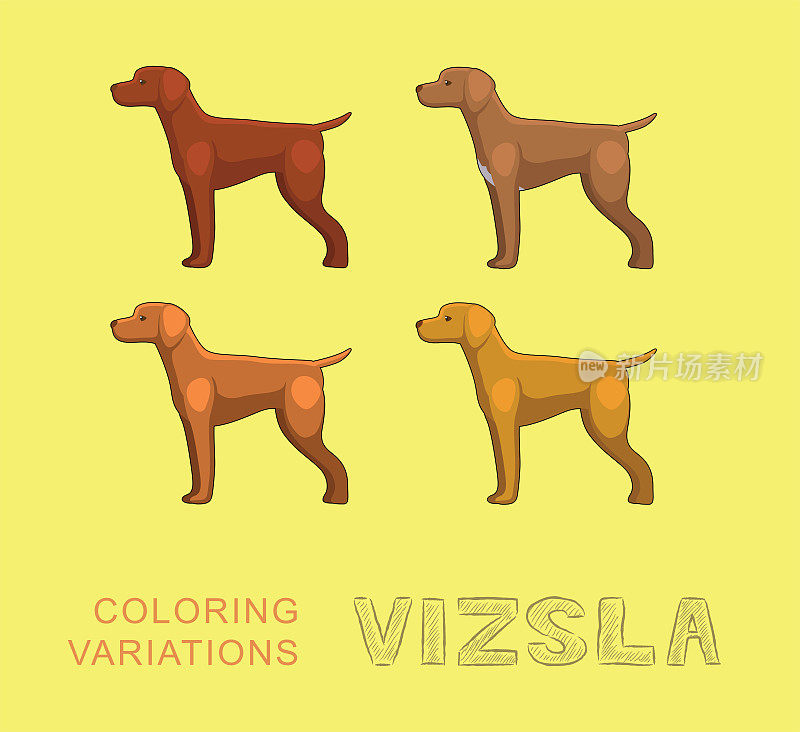 狗Vizsla颜色变化卡通矢量插图