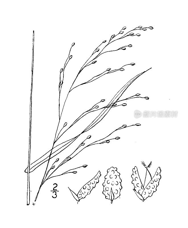 古植物学植物插图:疣状圆锥花序、疣状圆锥花序