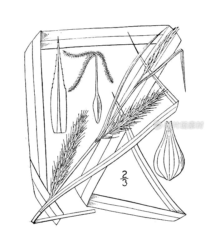 古植物学植物插图:苔草，沼泽莎草