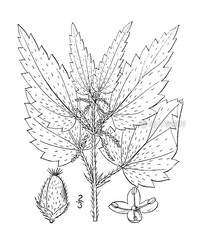 古植物学植物插图:荨麻，荨麻