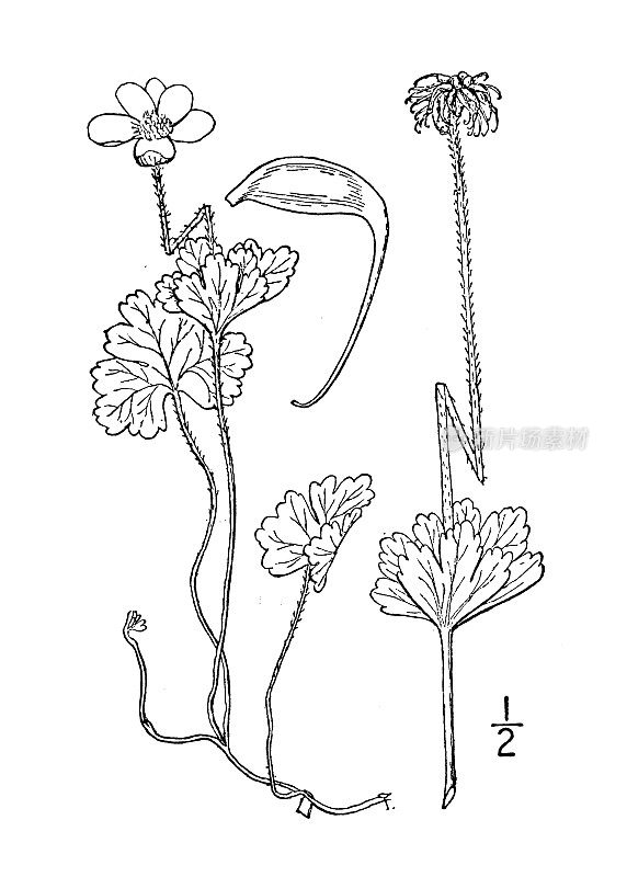 古董植物学植物插图:海葵理查森的海葵