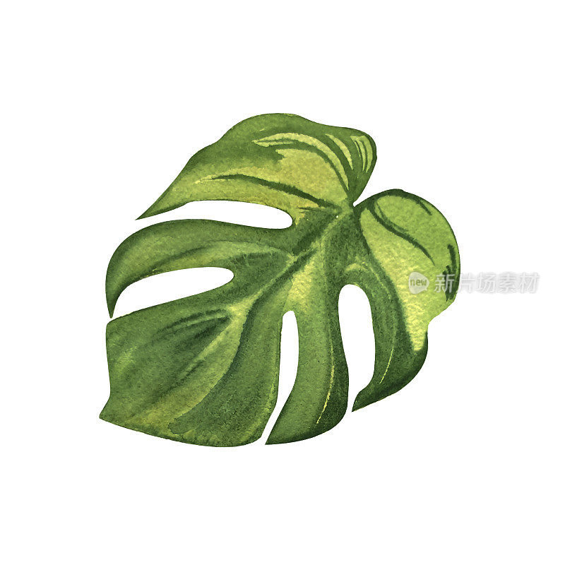 Monstera叶热带，绿色，水彩植物插图，手绘，孤立。完美的卡片设计，邀请，剪贴簿，织物印刷