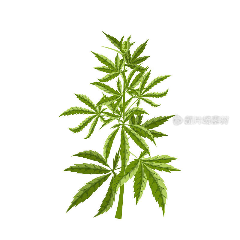 大麻植物卡通矢量插图