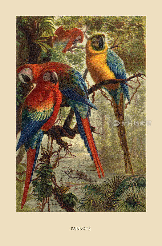 鹦鹉，鸟，古董美国版画:自然历史，1885年