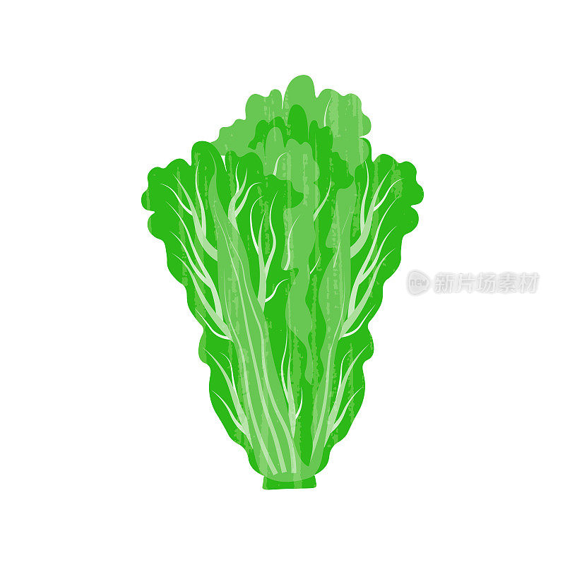 北京大白菜，佩仔，蔬菜病媒孤立插图