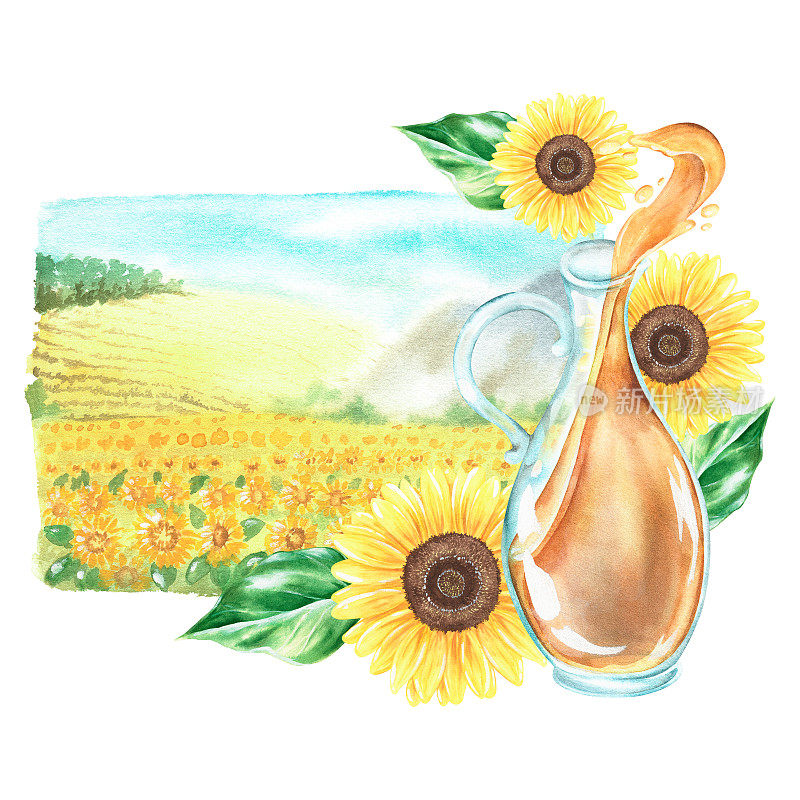 一壶油，向日葵，风景。水彩插图。孤立在白色背景上。