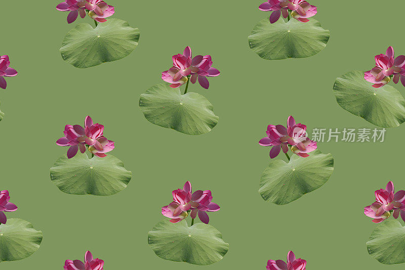 无缝模式与粉红色的莲花在绿色的背景。