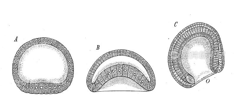 古代生物动物学图像:文昌鱼的胚芽层